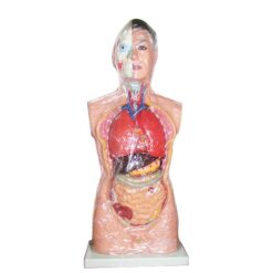 مولاژ بدن انسان سایز یک یکم نیم تنه بالایی -آناتومی بدن انسان