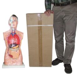 مقایسه ابعاد مولاژ بدن انسان سایز یک یکم نیم تنه بالایی -آناتومی بدن انسان